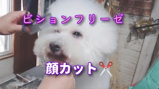 ビションフリーゼの顔カット✂️