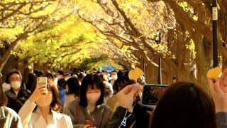 Autumn at the ginkgo trees (イチョウ並木) of Meiji Jingu Gaien (明治神宮外苑), Tokyo. - Japan Travel Guide -