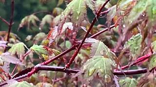 ウェザーリポート動画0423@四国中央市17:35頃 パラパラの雨