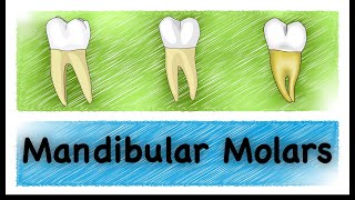 Mandibular Molars