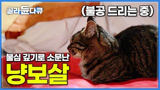 ‘살생X 채식O’ 주지스님과 매일 불공 드리는 불심 깊은 냥보살│절에 눌러앉은 5마리 고양이 보살의 불성 수양│반려동물│아주 각별한 기행│#골라듄다큐