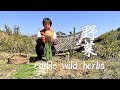 春季食百草，阿嬷摘4种野菜做美味，嫩绿清香酸辣下饭丨edible wild herbs【闽湖阿嬤FujianGrandma】