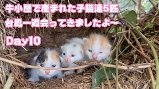 牛小屋で産まれた子猫5匹  台風一過会ってきました Day10  TetoNoji178 Hana130 OtoRinKaraage96 Neo67 Hikari43  2024 09 20 2