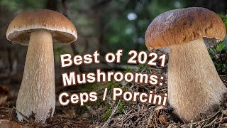 Mushroom Foraging - Best of 2021 - Boletus edulis | Cep | Penny bun | Porcini | Steinpilz | Hrib