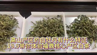 高山产区的白牡丹有什么特征，19.9带你体验福鼎核心产区白茶