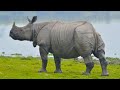 The Great Indian Rhinoceros (E)