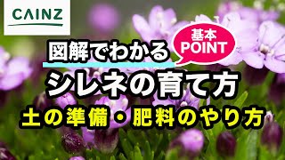 シレネ(別名:ムシトリナデシコ)の育て方 カインズ花図鑑