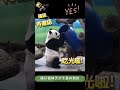 天才果然不是叫假的 panda 圓仔 yuanzai