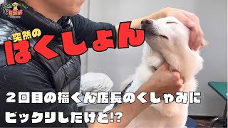 柴犬のふくくんトリミング２回目の来店だけどお利口さんに１？