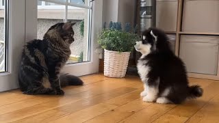 Cats React To Meeting Puppy For The First Time! What Must They Think!!