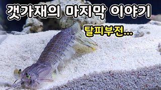 바다의 폭군 토종 맨티스쉬림프도 피하지 못한 탈피 실패의 공포