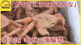 「大きさはまぁまぁかな」１５０キロの毛ガニが水揚げ…噴火湾の毛ガニ漁解禁　室蘭漁協