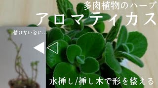 【#ハーブ】アロマティカスの紹介/徒長/水挿し/挿し木【#多肉植物】