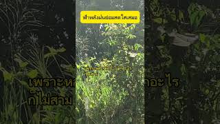 ฟ้าหลังฝนย่อมสดใสเสมอ #reels #viral #youtubeshorts #ข้อคิดดีๆ #tiktok #สังคมต้องรู้ #คติธรรม #howto