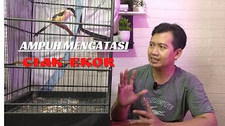 MASALAH CENDET CIAK EKOR PASTI BIKIN KALIAN MUMET---COBA TRIK INI 🔥🔥