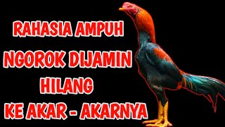 cara mengobati ngorok pada ayam bangkok / cara menyembuhkan ngorok pada ayam bangkok