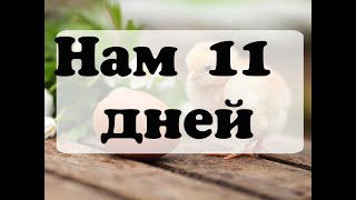 Нашим бройлерам 11 день. Взвешивание