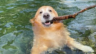 [K-dog life🇰🇷] Retriever’s Instinct Awakens While Swimming in a Valley