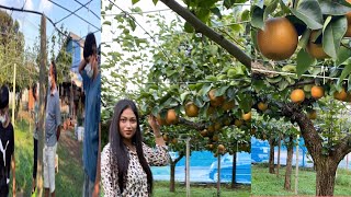 জাপানের চিবা জেল’র’  ”নাশপাতি “ফল বাগান#pear orchard in chiba district,Japan #