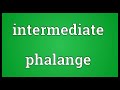 intermediate phalange meaning