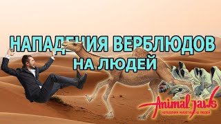 Когда верблюды нападали на людей