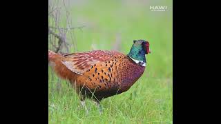 Discover the Majestic Male Common Pheasant (Phasianus colchicus) in Stunning Detail!