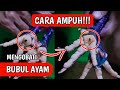 CARA AMPUH MENGOBATI BUBUL AYAM TERBARU 2024