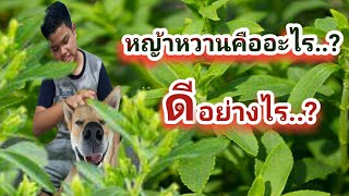 หญ้าหวาน( Stevia ) คืออะไร ? มีประโยชน์อย่างไรบ้าง (ไม่อ้วน )  แคลอรี่ 0 %