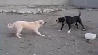 BuLLy KuTTa vs KaNGaL