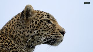 Leopards in the rain - SafariLIVE Sunrise - 12 February 2025