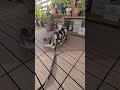 猫と暮らす家 アメショー 猫 ラッテ 猫動画 ベランダ散歩 shorts