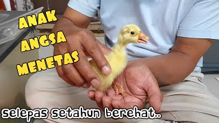 ✅️ ANAK ANGSA MENETAS. INI PERSIAPANNYA