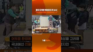 '케이지에 손가락 쿡쿡..' 중국 간 푸바오 '푸대접' 논란