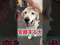 変顔させられるゴールデンレトリバー dog shorts