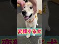 変顔させられるゴールデンレトリバー dog shorts