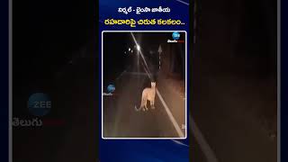 Tiger Hulchul Nirmal district at midnight National Highway |నిర్మల్ భైంసా జాతీయ రహదారిపై చిరుత కలకలం