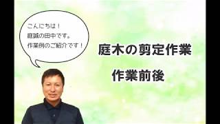 お庭の木剪定作業～作業前後～　相模原市、八王子市、多摩市、日野市の植木屋