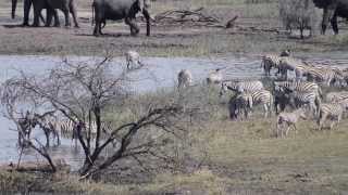 Leroo La Tau - Game Drives | November 2013