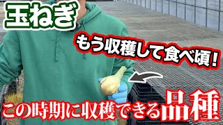 【玉ねぎ】もう収穫して食べ頃になる「品種」。農家も知らない品種とは