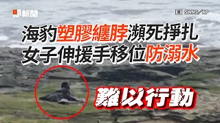 海豹遭「廢棄塑膠」纏脖險窒息！女子暖救援幫避免溺水｜野生動物｜英國｜動保