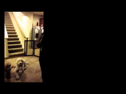 First time singing this, sounds horrible but the poodles are cute First time singing this, sounds horrible but the poodles are cute