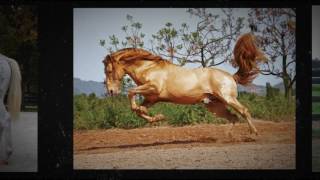 Horse Color Explored Book Trailer