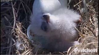 SWFL Eagle Cam ~ Dad and E9, Dec 31, 2016