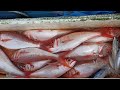 Mancing Ruby Snapper (IKAN KURISI) || memakai UMPAN HIDUP | strike bertubi-tubi ||