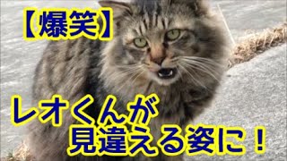 【爆笑】超ビッグな長毛キジトラ猫の見違える姿に驚き！