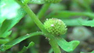 30秒の心象風景2039・見たことのない野草だ～小さな植物～