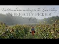 A French tradition ... the annual grape harvest!