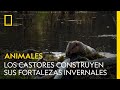 Así construyen los castores sus fortalezas invernales | NATIONAL GEOGRAPHIC ESPAÑA