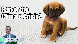 Pets Are Part of the Climate Problem, According to CNN Article #shorts