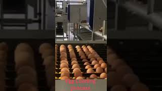 Egg Loading process